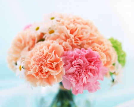 Elegant flowers - flowers, elegant, bloom, petals