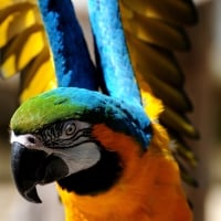 Beautiful Macaw