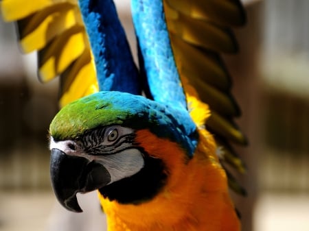 Beautiful Macaw - macaws, animals, bird, birds