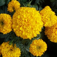 Gold-Marigolds