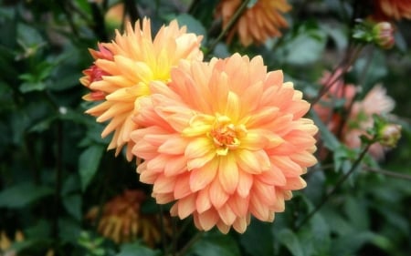 Dahlias Bloom - nature, flowers, dahlia, bloom