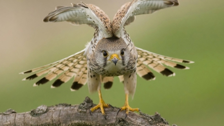 Falcon - birds, nature, HD, falcon, wallpaper, animals