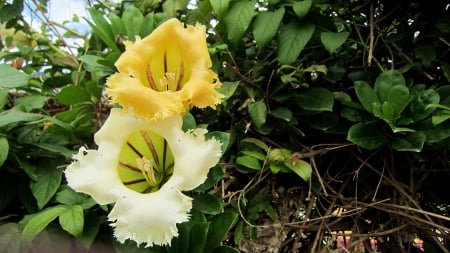 Lovely flower - leaves, nature, lovely, flower