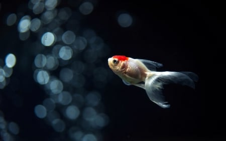 Fish - animal, water, black, bokeh, fish, orange, glitter, blue