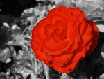 RED ROSE ON GREY BACKGROUND