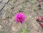 PRETTY PINK FLOWER