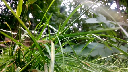 Grass - ola55, polska, poland, grass, deviantart