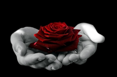 ROSE IN HAND FOR INSPI - rose, flower, red, hand