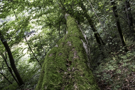 Greeny forest - sunny, forest, tree, green