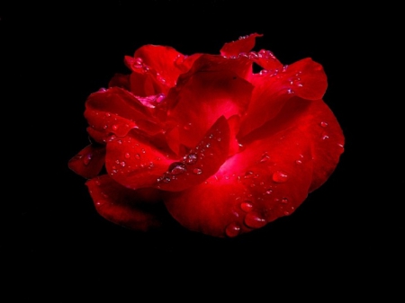 RED ROSE ON BLACK - red, flower, nature, rose