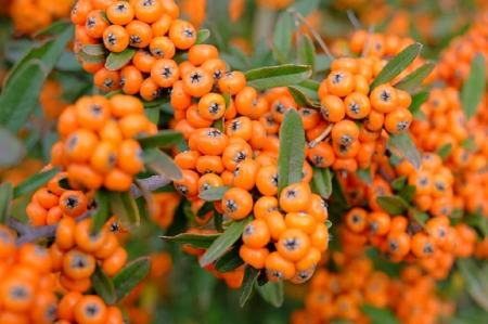 ROWAN BERRIES - berries, rowan, orange, nature