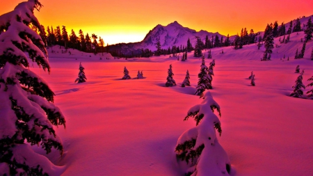 winter in pink - pink, winter, trees, sunset, mountain