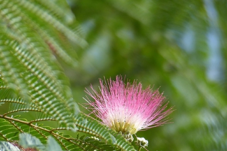 PINK BLOSSOM - blossom, pink, nature, pretty