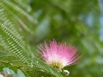 PINK BLOSSOM