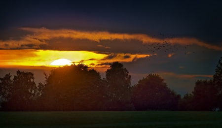 Sunset - trees, sunset, sun, clouds