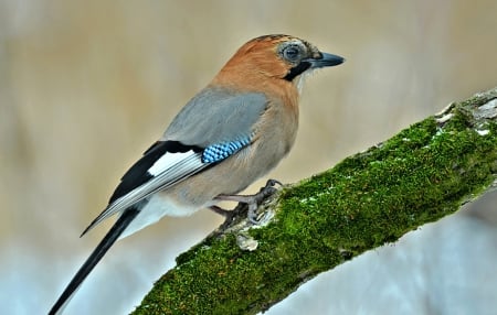 Bird - beautiful, tree, colors, bird