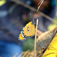 BLUE TIGER BUTTERFLY