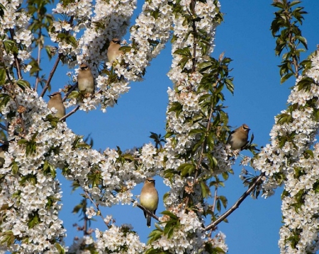 BIRDS IN BRANCHES - branches, nature, little, birds