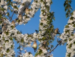 BIRDS IN BRANCHES