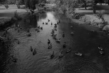 Ducks In A Pond - geese, summertime, summer pond, pond, Ducks In A Pond, ducks