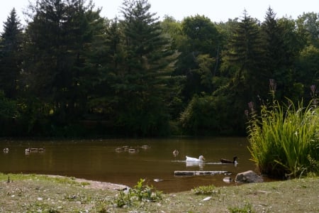 Lakeside Summer - summer lake, lake side, summer pond, pond, tranquil, Lakeside Summer, ducks