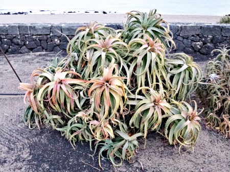 Tentacle bush - bush, beach, sea, tentacles, ocean