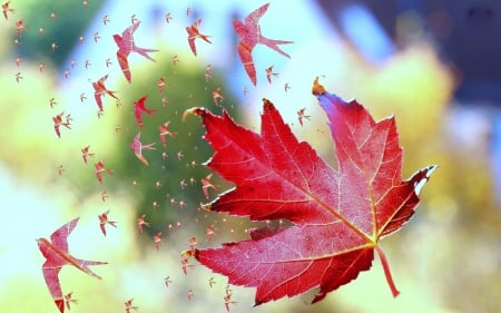 Swallows from Leaf