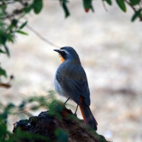 Bird of Beautiful Colors