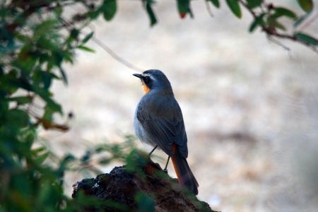 Bird of Beautiful Colors - animals, colors, birds, songbird