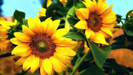 Sunflowers - summer, sunflowers, flowers, yellow