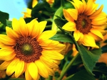 Sunflowers