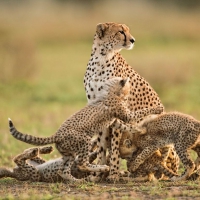 Cheetah mother and cubs lanting