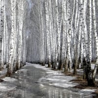 melting path in a birch forest