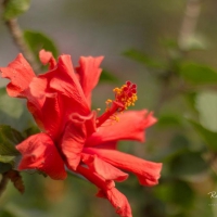 Red hibiscus