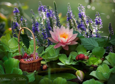 Beautiful Flowers - basket, blossoms, pond, waterlilly