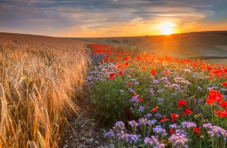 The Setting Sun - sky, england, hills, wheat, field, sunset, clouds, beautiful, wildflowers