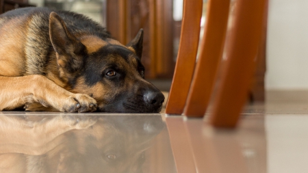 German shepherd - animal, pretty, cute, animals, beautiful, sweet, puppy, puppys, dogs, lovely, dog