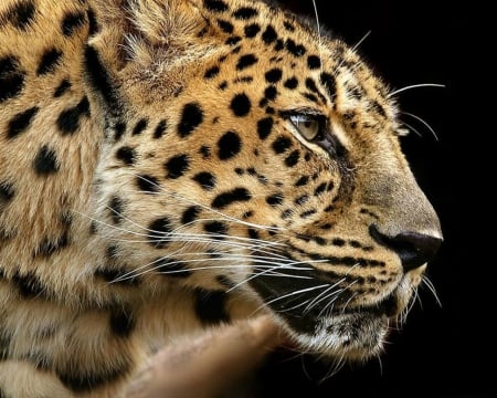 African Leopard - leopard, african, animals, wild