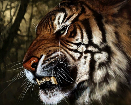 Tiger - fangs, tiger, animals, wild