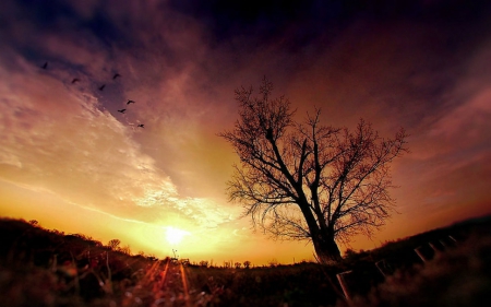 Sunset beauty - nature, sky, tree, sunset