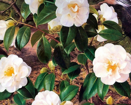 Camellia - art, flowers, bloom, camellia