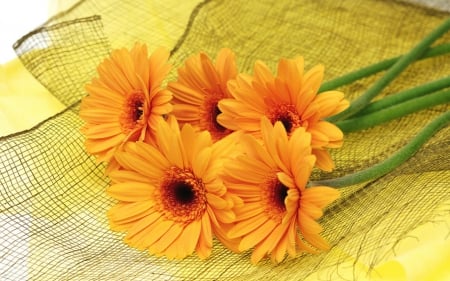 Beautiful flowers - flowers, orange, petals, bloom