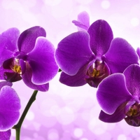 Purple orchids