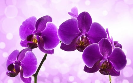 Purple orchids - purple, orchids, petals, purple flowers, flowers, orchid