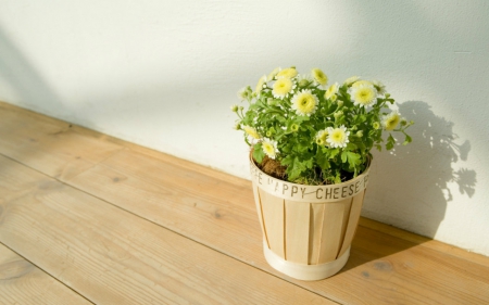 Home flowers - flowers, floor, decoration, home