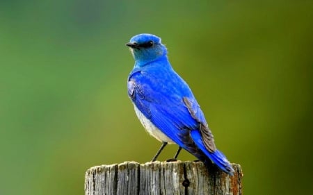 Bird - animal, green, bird, blue