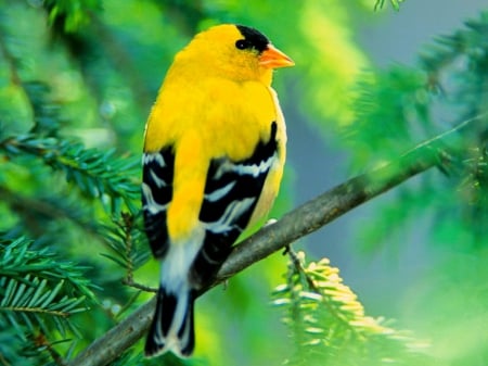 Bird - Bird, yellow, green, leaves