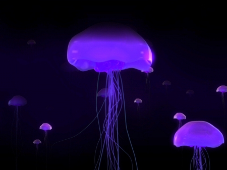 Jellyfishes - Jellyfishes, ocean, danger, purple