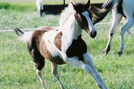 PLAYING PINTO FOAL - nature, horses, animals, pinto, playing, foal