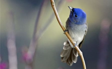 Bird - tree, gray, bird, blue